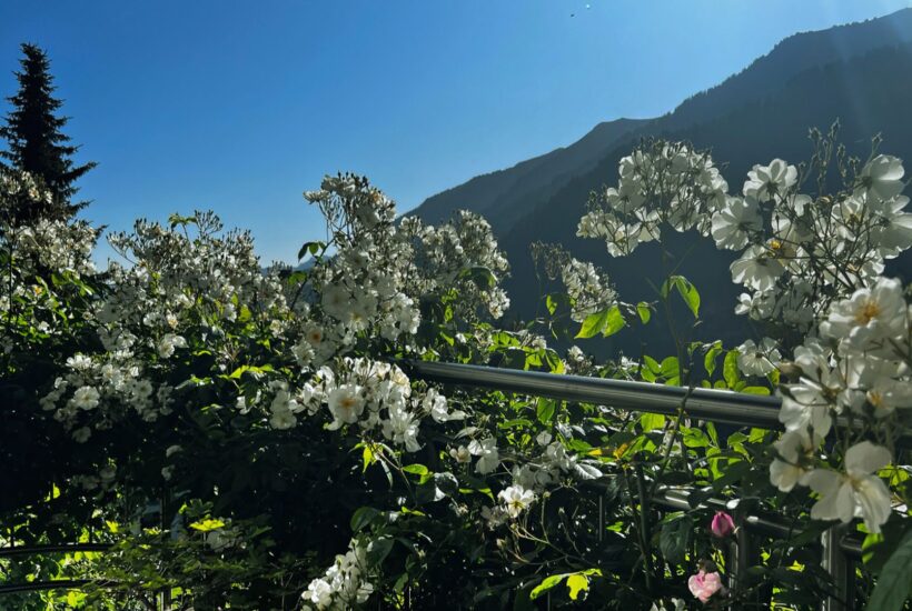 Was Stress abbaut? Einfach mal an Rosen riechen!