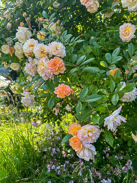 Was baut Stress ab? Ein Blick auf einen blühenden Rosenstrauch!