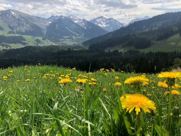 Blühende Löwenzahnwiese im Kleinwalsertal – ideal zum Sammeln der Blüten