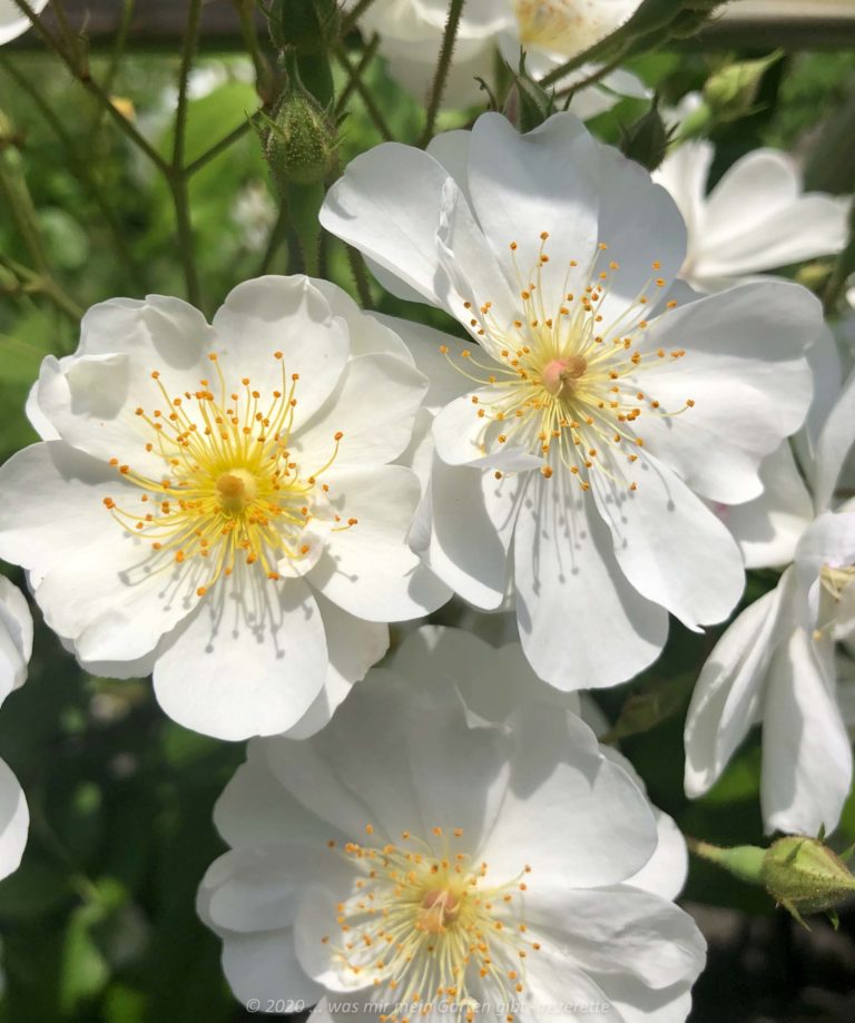 Bienenfreundlcihe Rosen