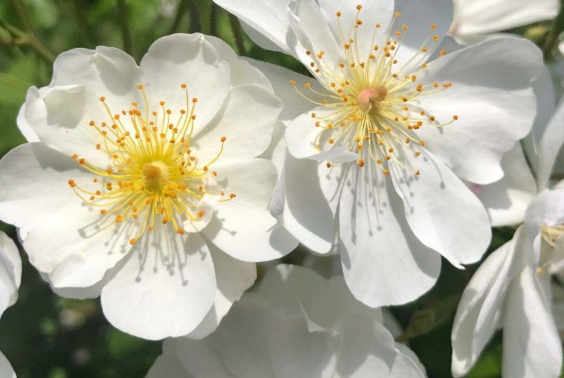 Bienenfreundlcihe Rosen