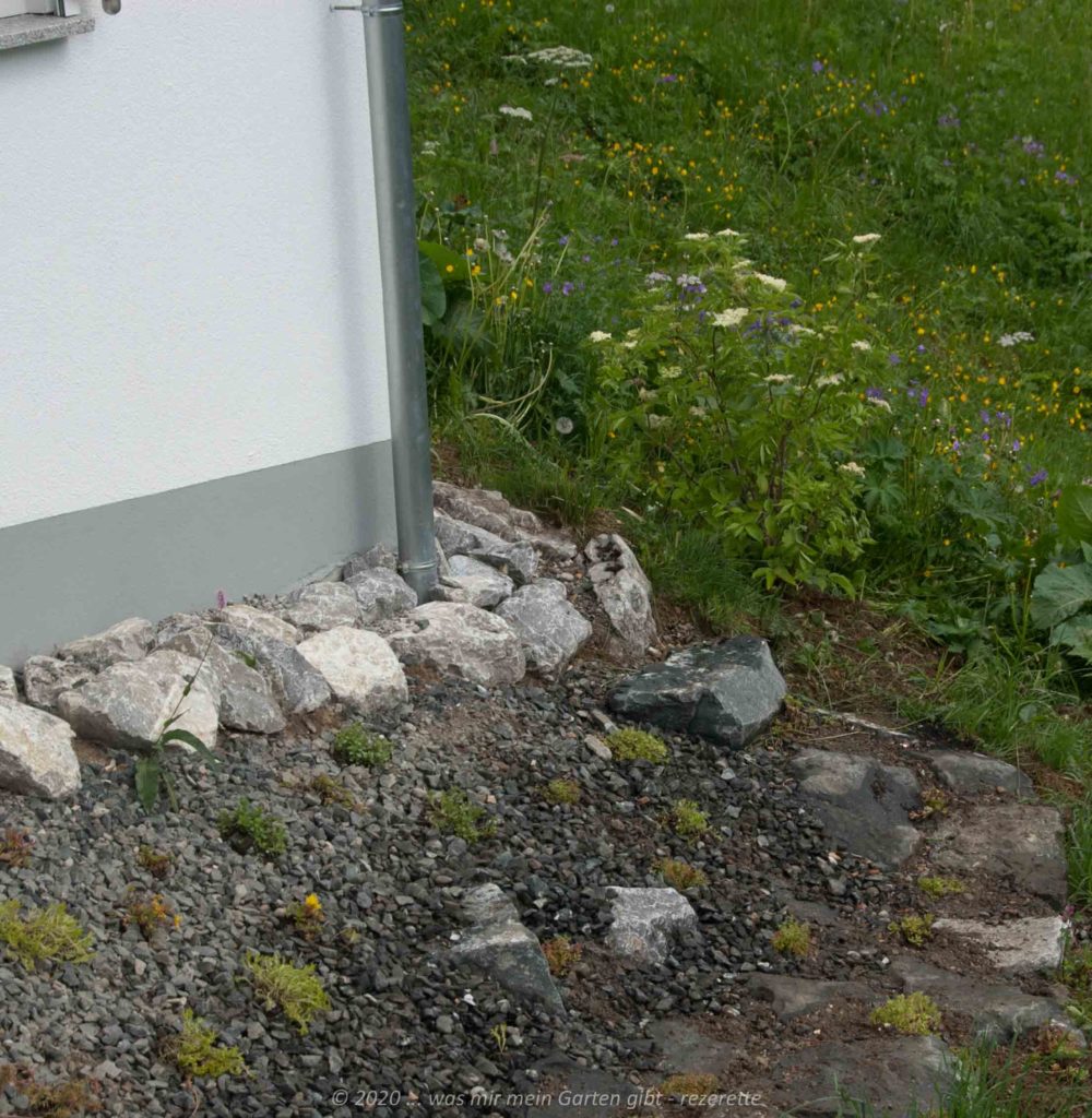 Holunder frisch gepflanzt