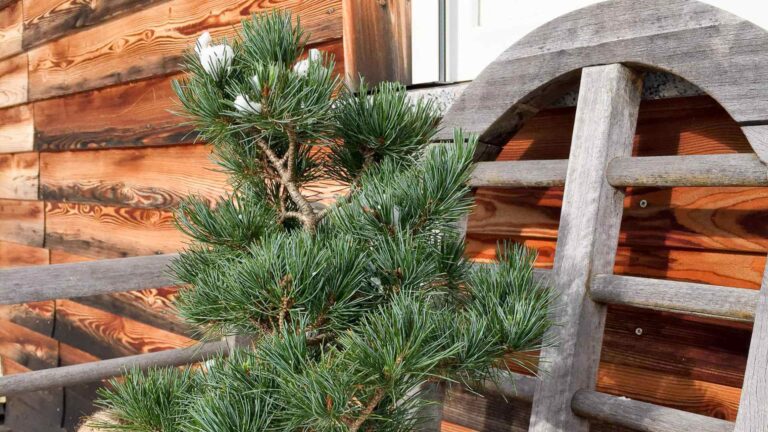 Der neue Bonsai zieht 2015 bei mir ein.