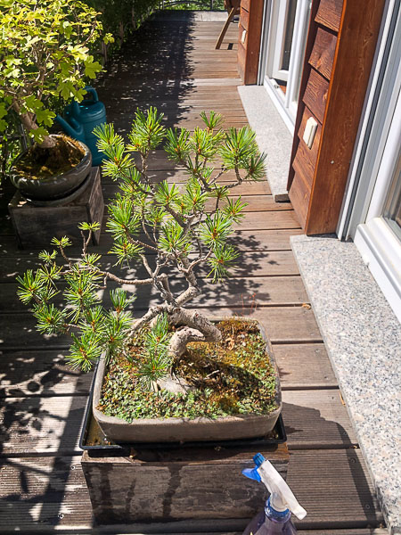 Der Bonsai am neuen Standort auf dem Balkon