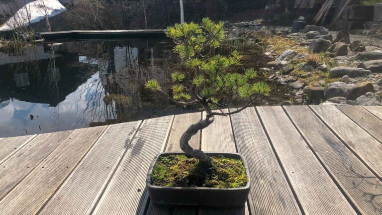 Bonsai Kiefer als Geschenk im Jahr 2015 – Start der Pflegegeschichte