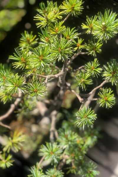 Gesunde grüne Nadeln an Bonsai Kiefer – Ergebnis richtiger Pflege