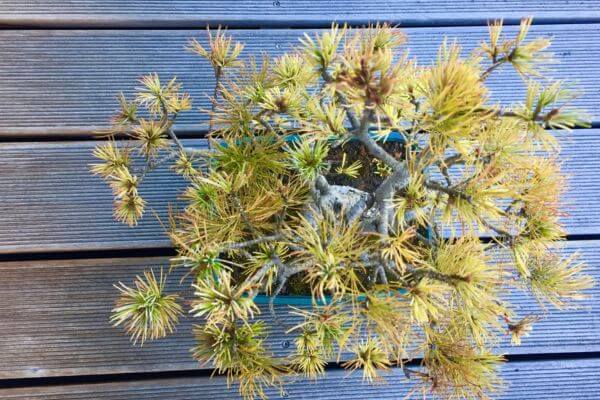 Schwächelnde Bonsai Kiefer 2017 – deutlich sichtbarer Stress durch falsche Pflege