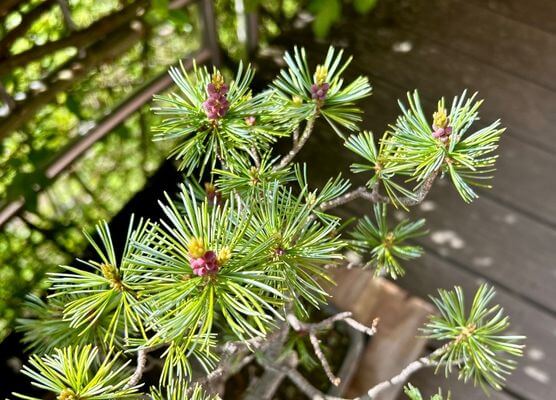Detailaufnahme einer blühenden Bonsai Mädchenkiefer mit rötlich-gelben Kätzchen an den Triebspitzen