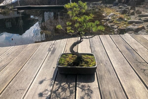 Topfansicht der Bonsai Kiefer – Wasserbedarf bei sonnigem Wetter gut sichtbar