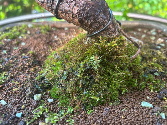 Kleiner Sämling zwischen Moos am Fuß eines Bonsai-Stamms