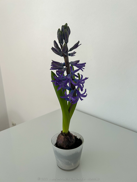 Blühende Hyazinthein violett
