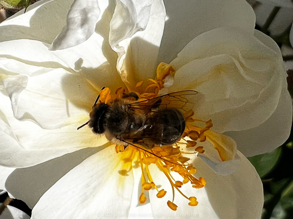 Biene beim Pollensammeln in weisser Rosenblüte