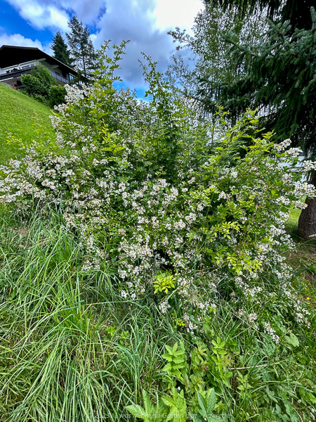 Weiße kleinblütige Wildrose