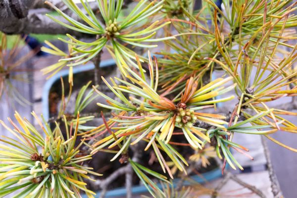 Bonsai voller gelber Nadeln - ein trauriges Bild