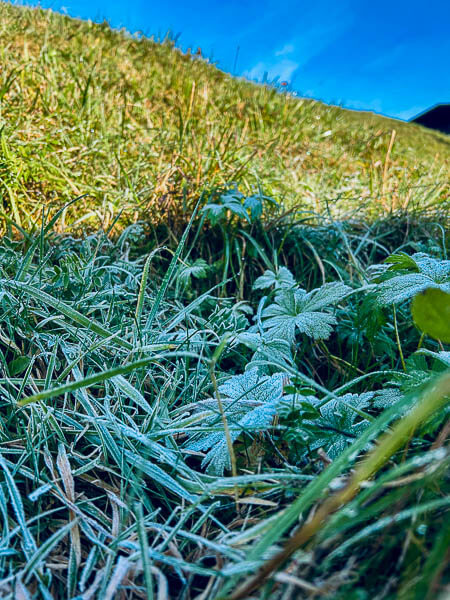 Frost auf der Wiese am Morgen