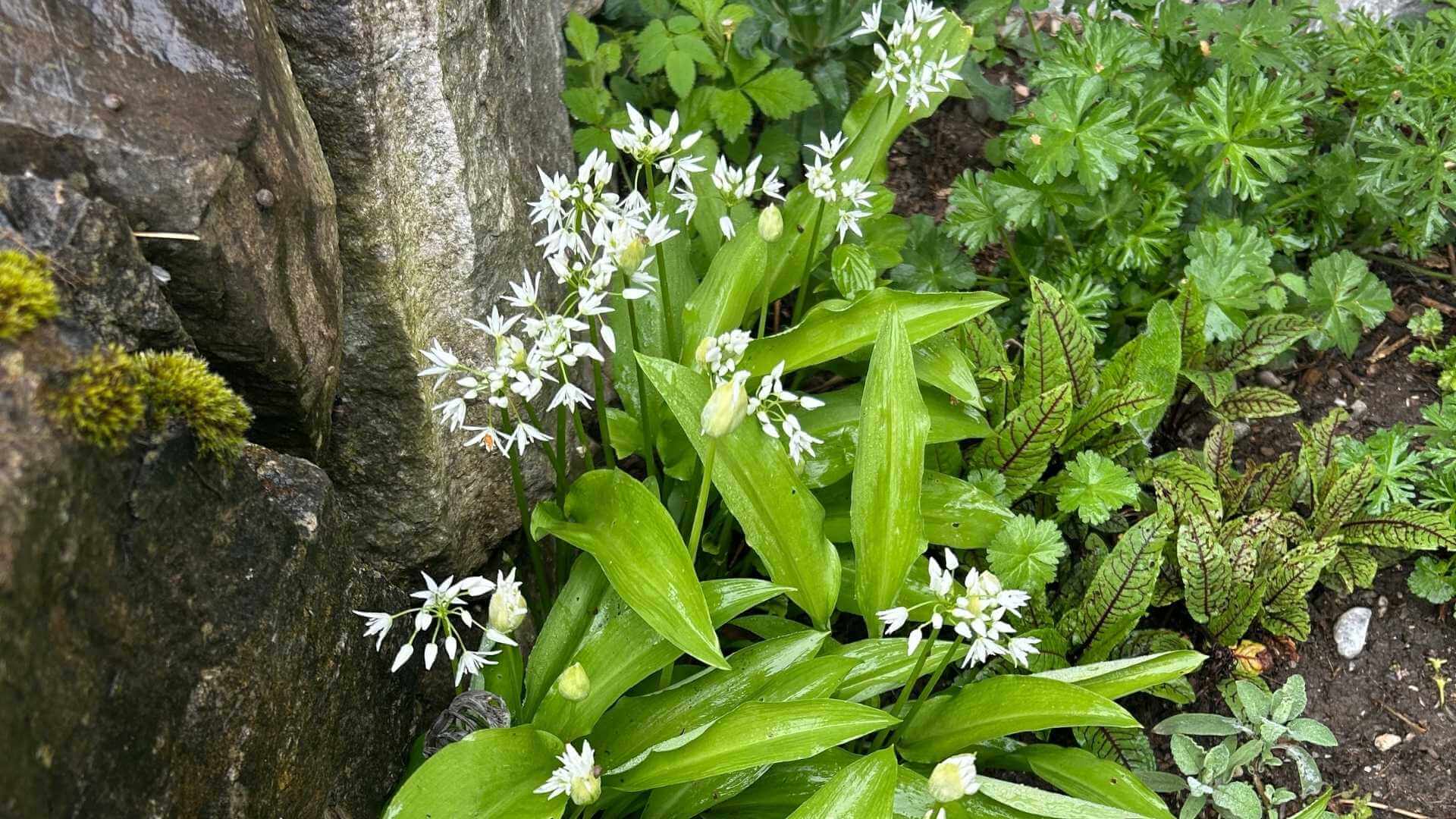Blühender Bärlauch mit glänzenden Blättern im schattigen Gartenbeet