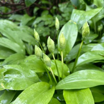 Bärlauchknospen im Garten vor der Blüte – ideal zum Einlegen oder Fermentieren
