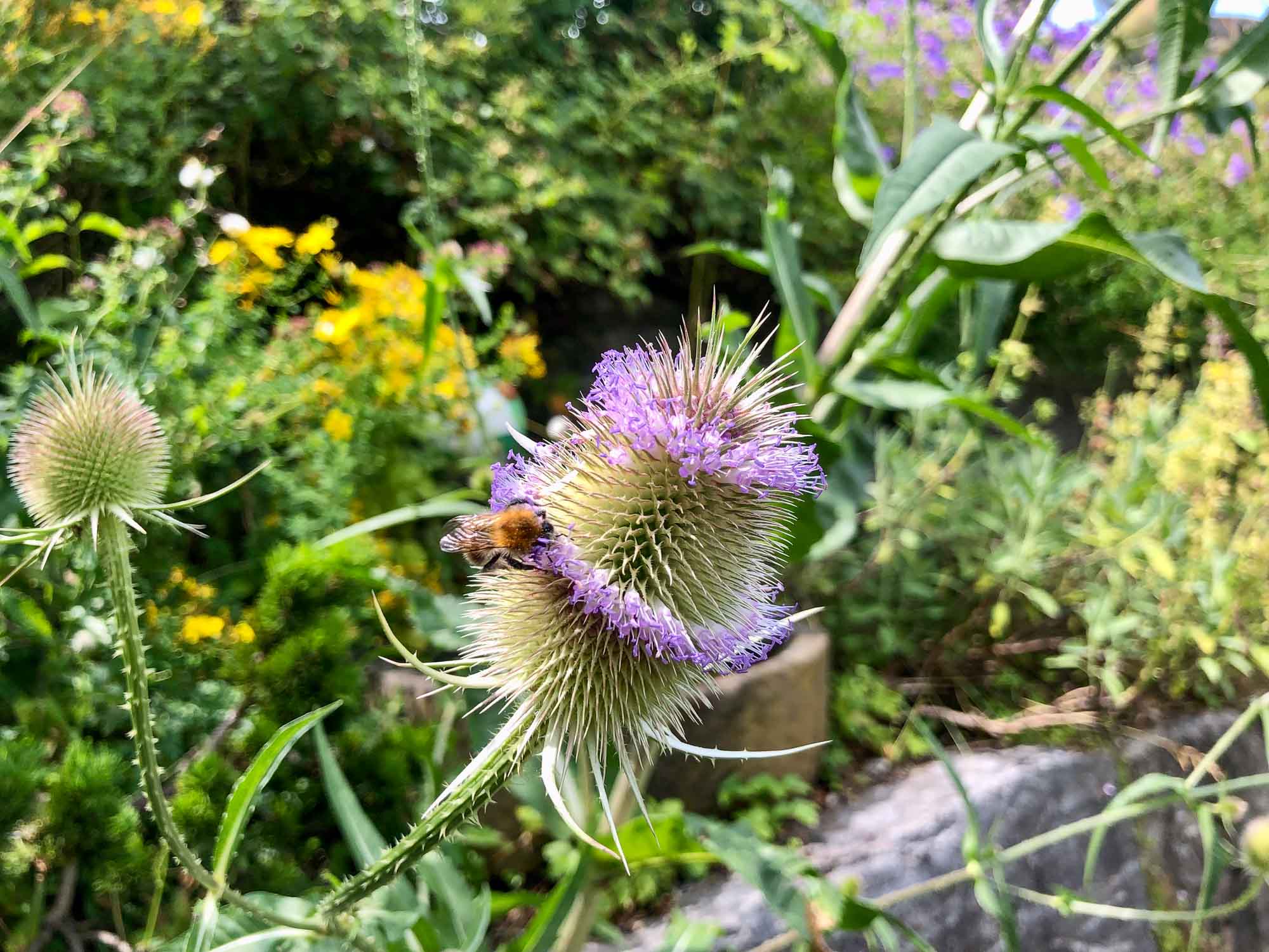 Eine Biene sammelt Nektar auf einer blühenden Distel – im wilden Berggarten.