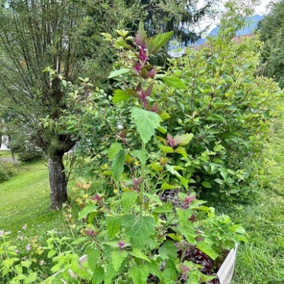 Hochbeet mit üppigem Pflanzenwuchs – lebendige Vielfalt auf kleiner Fläche im Berggarten.