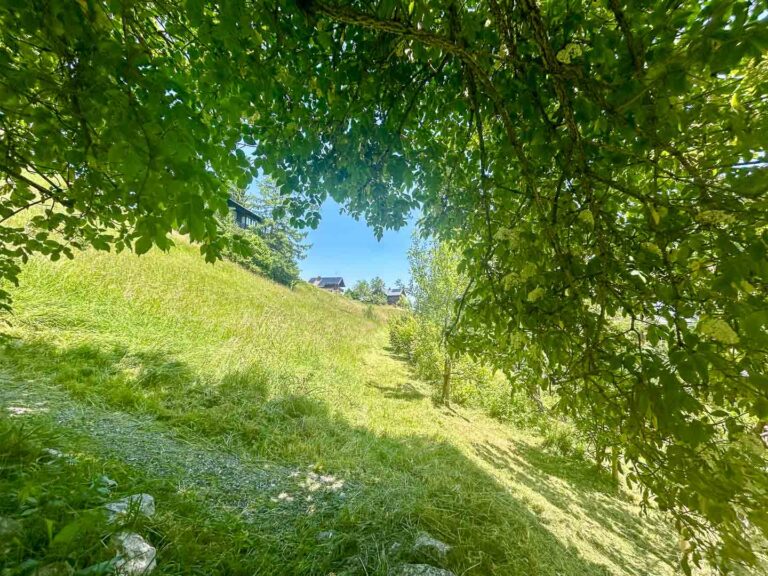 Blühender Holunder im Schatten am Hang im Kleinwalsertal – wilder Garten in sommerlicher Ordnung.