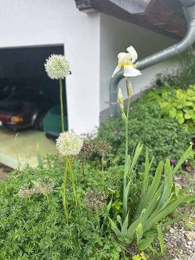 Weiße Irisblüte im Vordergrund, davor niedrige Stauden und ein geneigtes Hausdach – fotografiert nach der Rückkehr aus La Réunion.