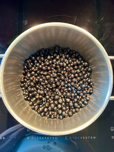 Frische schwarze Johannisbeeren in einem Edelstahltopf auf dem Herd
