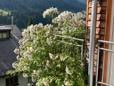 Blühende weiße Rose vor Bergkulisse – ein Sommerbalkon, der leise Gedichte denkt.
