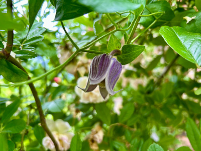 Eine violette Clematisblüte, versteckt im grünen Dickicht – ein Glimmer für Geduldige.