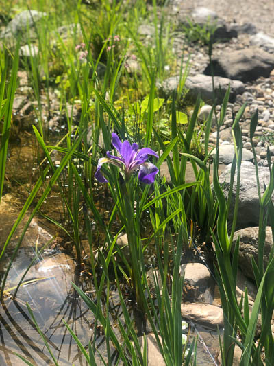 Blauviolette Iris am Teich, zwischen Gräsern, aufgenommen im Juni 2021