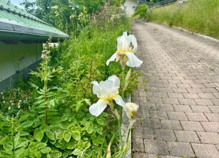 Weiße Iris am Wegrand im Staudenbeet, hoch aufragend vor Pflasterweg, Juni 2025