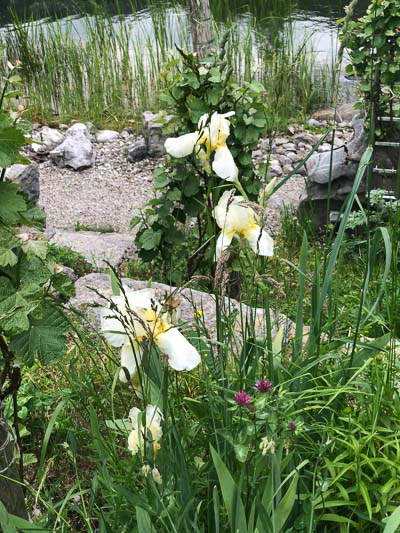 Weiße Iris am ersten Platz im Weinbreg in 2020