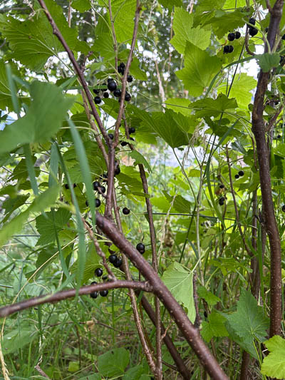 Johannisbeersträucher mit dichten grünen Blättern und schwarzen Beeren, eingebettet in wildes Gartenwachstum.