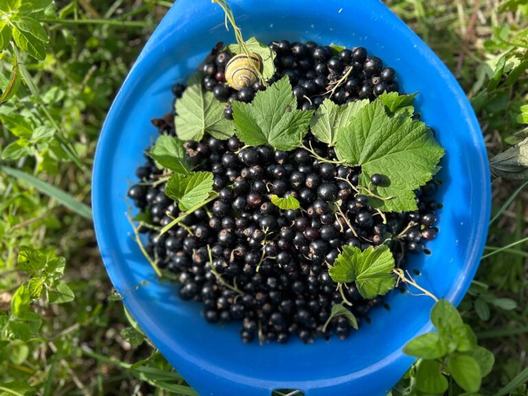 Blaues Sieb voller frisch gepflückter schwarzer Johannisbeeren, mit grünem Blattwerk und einer kleinen Schnecke mittendrin.