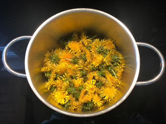 Gesammelte Löwenzahnblüten im Topf – erste Stufe der Sirupzubereitung.