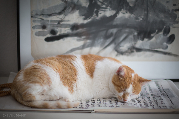 Orange-weißer Kater schläft auf einem buddhistischen Manuskript vor kalligrafischem Hintergrund.