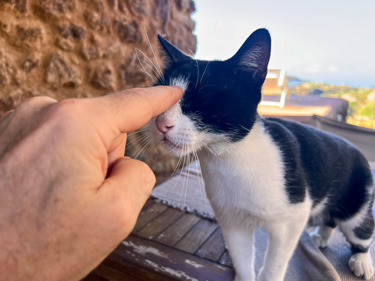 Schwarz-weiße Katze wird mit dem Finger an der Nase berührt, im Hintergrund mediterrane Landschaft.