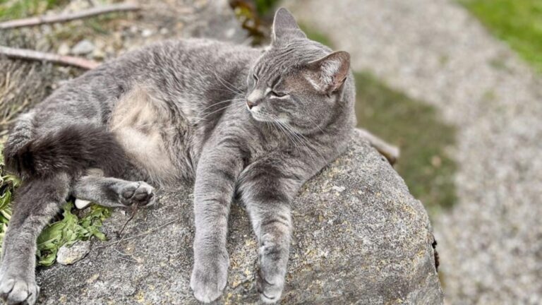 Graue Katze liegt entspannt auf einem Stein im Kleinwalsertal, der Blick geht ruhig in die Ferne