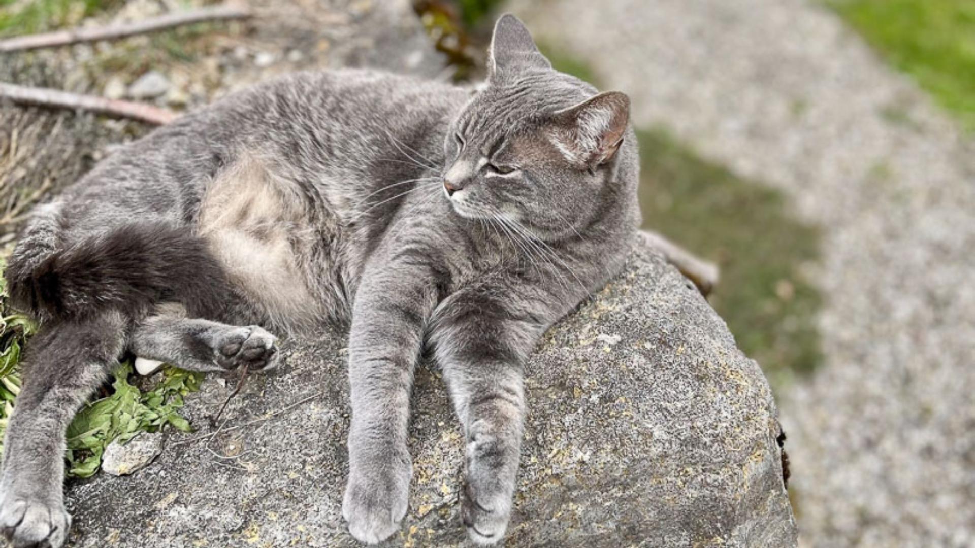 Graue Katze liegt entspannt auf einem Stein im Kleinwalsertal, der Blick geht ruhig in die Ferne