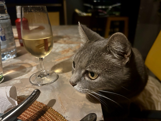 Graue Katze mit wachen Augen sitzt abends am gedeckten Esstisch neben einem Weinglas.