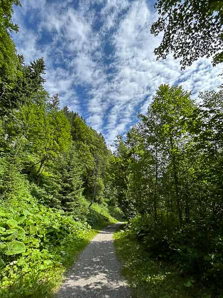Waldweg im Kleinwalsertal – Mentoring und Lernen in der Natur im Gehen.