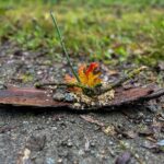 Symbolbild für Mentoring in der Natur – Rinde, Zweig und Blatt auf Waldboden.