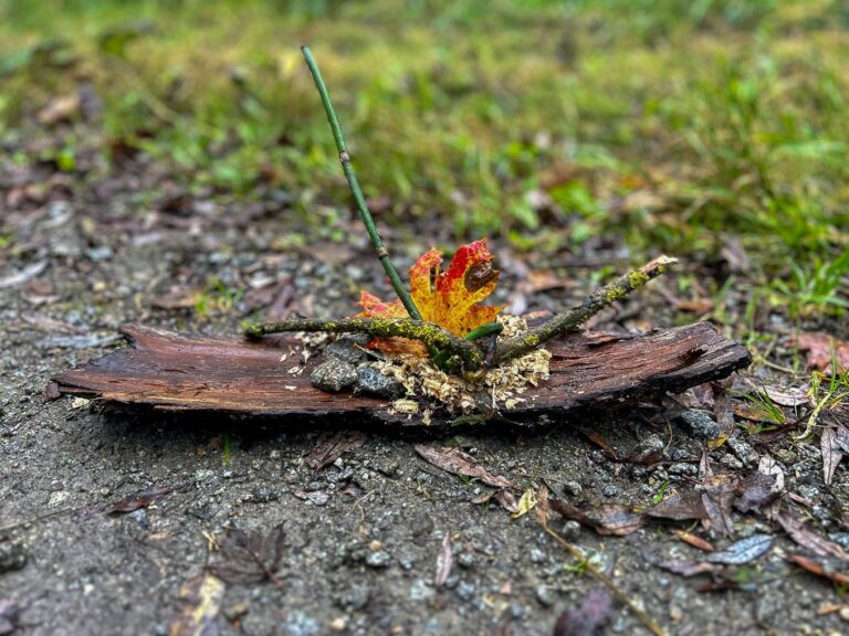 Symbolbild für Mentoring in der Natur – Rinde, Zweig und Blatt auf Waldboden.