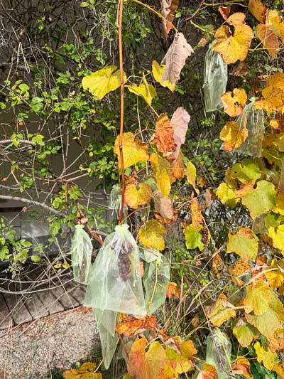 Reife Weintrauben im Schutznetz zwischen herbstlichen Blättern