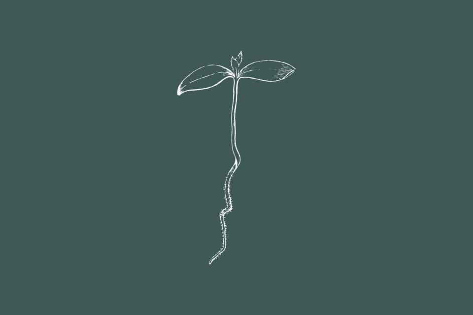 Illustration eines stilisierten Keimlings