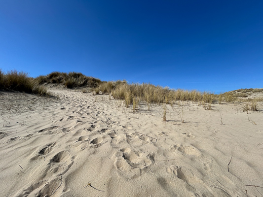 Helle Sanddüne mit Dünengras unter blauem Himmel auf Texel