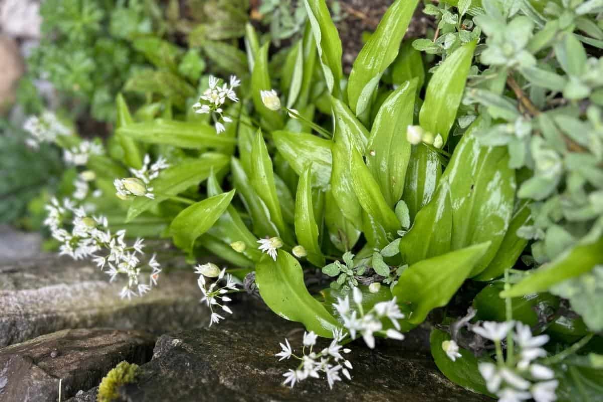 Bärlauch mit weißen Blüten zwischen Steinen im Garten – Blätter und Knospen kurz vor der Ernte.