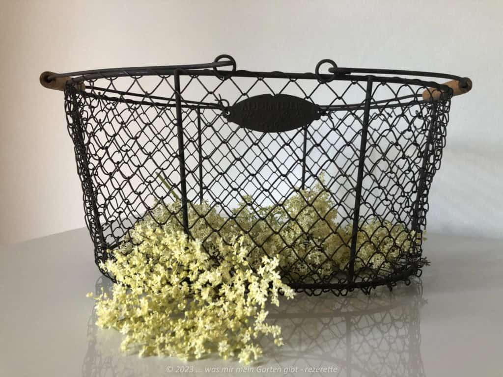 Erntkorb mit frisch geschnittenen Holunderblüten.