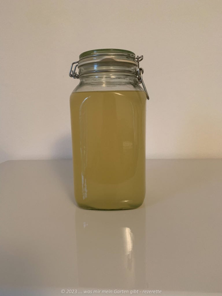 Holundersekt Ansatz beim Beginn der Gärung