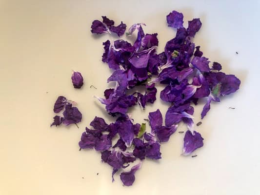Getrocknete Blüten des Wiesen-Storchenschnabels, dunkelviolett, einzeln abgezupft, auf weißer Fläche.