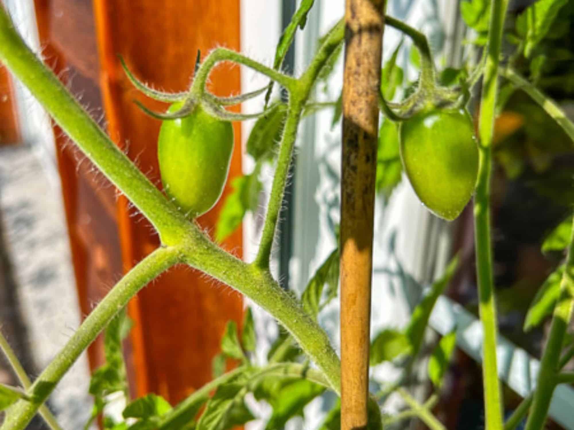 Zwei grüne Tomaten an der Ranke, noch unreif, im Gegenlicht vor Holz und Stab